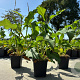 Persicaria a. 'Alba' GM P9
