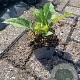 Persicaria a. 'Alba' GM P9