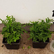 Polypodium vulgare GM P9