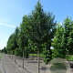 Pyrus calleryana 'Chanticleer' 18-20 HO draadkluit