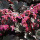 Saxifraga cortusfolia fortunei GM P9