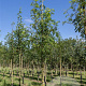 Sorbus aucuparia 60-100 cm wortelgoed 1/1