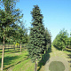Sorbus thur. 'Fastigiata' 12-14 HO draadkluit