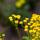 Tanacetum vulgare GM P9