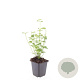 Agastache 'Black Adder' GM P9