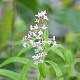 Aloysia triphylla GM C1.3