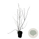 Amelanchier lamarckii 100-125 cm 4,5L