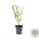 Aronia melanocarpa 'Hugin' GM C1.3