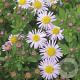 Aster ageratoides 'Asmo' GM P9