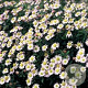 Aster ageratoides 'Asmo' GM P9