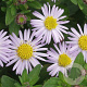 Aster ageratoides 'Asmo' GM P9