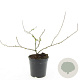 Chaenomeles j. 'Sargentii' GM C1.3