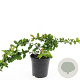 Chaenomeles sup. 'Red Trail' GM C1.3
