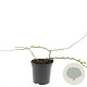 Chaenomeles sup. 'Texas Scarlet' GM C1.3