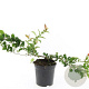 Chaenomeles sup. 'Texas Scarlet' GM C1.3