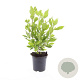 Clethra alnif. 'Hummingbird' GM C1.3