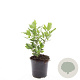 Clethra alnif. 'Hummingbird' GM C1.3