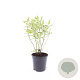 Cornus alba 'Elegantissima' GM C1.3