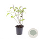 Cornus alba 'Kesselringii' GM C1.3