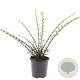 Cotoneaster horizontalis GM C1.3