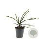 Cotoneaster horizontalis GM C1.3