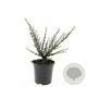Cotoneaster m. 'Tanja' GM C1.3