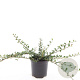 Cotoneaster pr. 'Queen of Carpets' GM C1.3