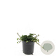 Cotoneaster pr. 'Streib's Findling' GM C1.3