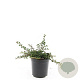 Cotoneaster pr. 'Streib's Findling' GM C1.3