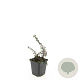 Cotoneaster pr. 'Streib's Findling' GM P9