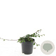 Cotoneaster radicans 'Rami' GM C1.3