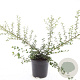 Cotoneaster suec. 'Coral Beauty' GM C1.3
