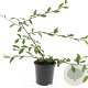 Cotoneaster sal. 'Herbstfeuer' GM C1.3