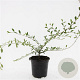 Cotoneaster sal. 'Parkteppich' GM C1.3