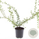 Cotoneaster suec. 'Skogholm' GM C1.3