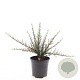 Cotoneaster microphyllus GM C1.3