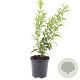 Deutzia gracilis GM C1.3
