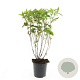 Diervilla sessilif. 'Butterfly' GM C1.3