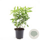 Diervilla sessilif. 'Butterfly' GM C1.3