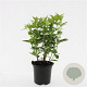 Diervilla sessilif. 'Butterfly' GM C1.3