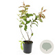 Diervilla sessilif. 'Dise' GM C1.3