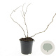 Diervilla sessilif. 'Dise' GM C1.3