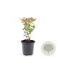 Diervilla splendens GM C1.3