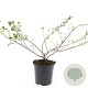 Escallonia 'Donard Seedling' GM C1.3