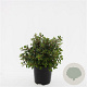 Escallonia 'Red Dream' GM C1.3
