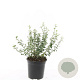 Euonymus fort. 'Emerald Gaiety' GM C1.3