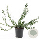 Euonymus fort. 'Emerald Gaiety' GM C1.3