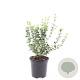 Euonymus fort. 'Emerald Gaiety' GM C1.3