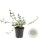 Euonymus fort. 'Emerald Gaiety' GM C1.3