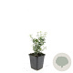 Euonymus fort. 'Emerald Gaiety' GM P9